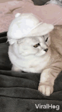 Cat Viralhog GIF - Cat Viralhog Hat GIFs