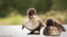 Duck Duckling GIF