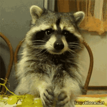 Raccoon Eating GIF