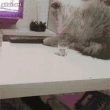 Kate Cat GIF