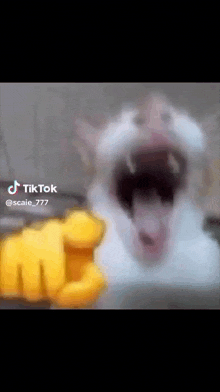 Gato Cat GIF - Gato Cat Laughing GIFs