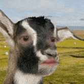a goat with a red lip is standing in a field