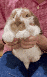a person is holding a brown and white rabbit on their lap