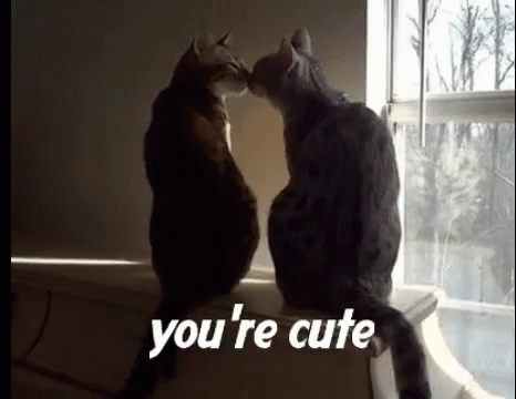 Cute Cats GIF - Cute Cats Love - Discover & Share GIFs
