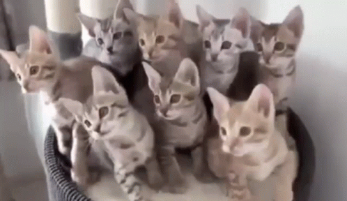 Kittens Cute Kittens GIF - Kittens Cute Kittens Kitten Dance - Discover &  Share GIFs