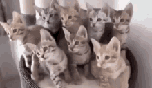 Kittens Cute Kittens GIF - Kittens Cute Kittens Kitten Dance GIFs
