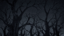 a dark forest with trees without leaves
