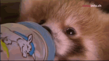 Dinner Time GIF - Red Panda Baby Cub GIFs