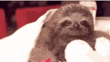 Sloth Baby GIF - Sloth Baby Cute GIFs