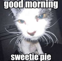 a picture of a cat with the words good morning sweetie pie above it