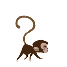 猴子 GIF