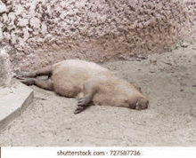 Capybara Dead GIF - Capybara Dead GIFs