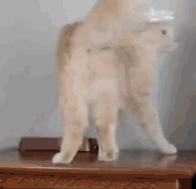 Cat Bow Bow GIF - Cat Bow Bow Bow Cat GIFs