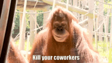 Coworkers Monkey GIF - Coworkers Monkey Scary GIFs