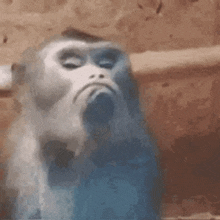 a close up of a monkey making a funny face with its eyes closed .