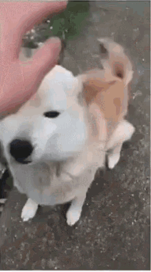 Dog Sike GIF - Dog Sike Pat - Discover & Share GIFs