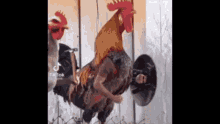 Chickensquadvpndvapor GIF - Chickensquadvpndvapor GIFs