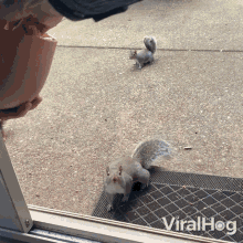 Hand Feeding A Squirrel Viralhog GIF - Hand Feeding A Squirrel Viralhog Heres A Snack For You GIFs