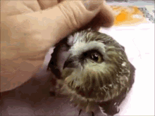 So Relaxing GIF - Owl Pet Cute GIFs