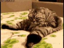 hangover cat meme