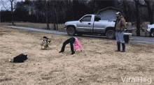 herding dog performing guiding stunt tricks