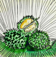 Durian Watercolour GIF