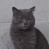 cat judge stare look grumpy