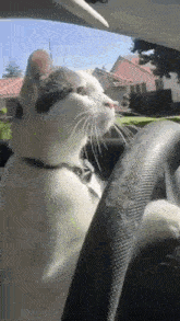 Cat Driving Car GIF