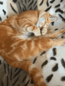 Tired Cat GIF - Tired Cat Cute GIFs