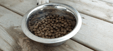 Hadassa Allison Zarya The Laika GIF - Hadassa Allison Zarya The Laika Bowl Of Dry Dog Food Kibbles GIFs