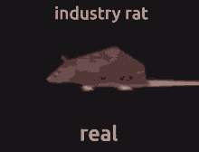 Industry Rat GIF - Industry Rat GIFs