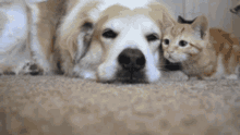 Dog Cat GIF - Dog Cat Cats GIFs