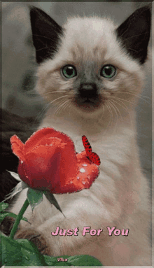 a picture of a kitten with a red rose and the words just for you on the bottom