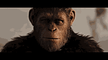 War For The Planet Of The Apes Caesar GIF