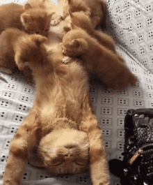 Cat Mother GIF - Cat Mother Kittens GIFs