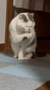 a white and gray cat is standing on its hind legs on a blue and white rug .