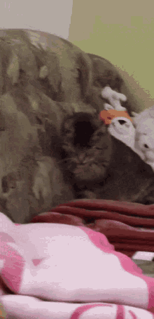 a cat is laying on a couch with a stuffed animal