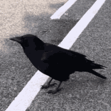 Crow Birb GIF - Crow Birb Smol Bean GIFs