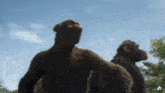 two chimpanzees are standing next to each other and looking up into the sky .