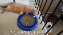 Bored Cat Nothin To Do GIF