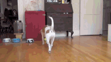 You Want A Ball? Have All Of Them GIF - Ball Dog Fetch GIFs