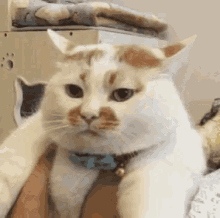 Meme Kittens GIF - Meme Kittens Cats GIFs