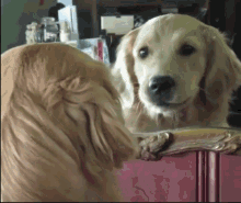 Dog Who Is It GIF - Dog Who Is It Mirror GIFs