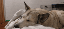 Hadassa Allison Zarya The Laika GIF - Hadassa Allison Zarya The Laika Sleeping Dog Keeping Company GIFs