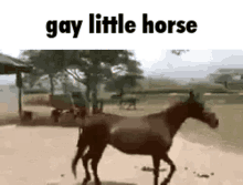 Gay Little Horse Gay GIF - Gay Little Horse Gay Horse GIFs