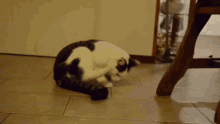 Somersaulting Cat Cool Cat GIF - Somersaulting Cat Cool Cat Koprollende Cat GIFs