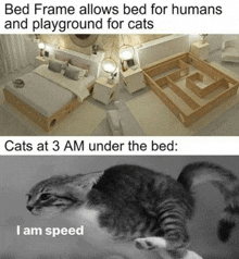 a bed frame allows bed for humans and playground for cats cats at 3 am under the bed i am speed