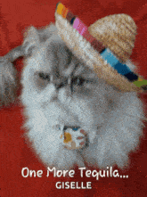 Tequila Cat GIF - Tequila Cat One More Tequila GIFs