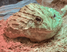 a close up of a lizard 's face with a blue eye