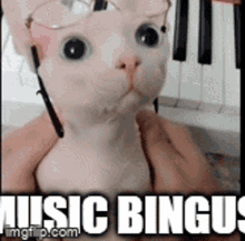Music Bingus GIF - Music Bingus GIFs